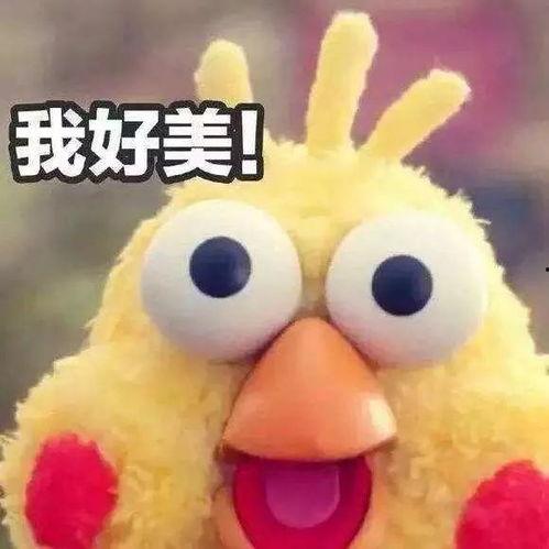 网红鹦鹉图片表情包,萌态可掬，笑点满满
